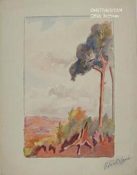 Woodfield Bog